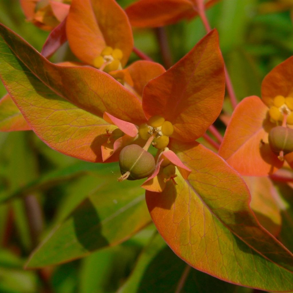 Euphorbe, Euphorbia griffithii