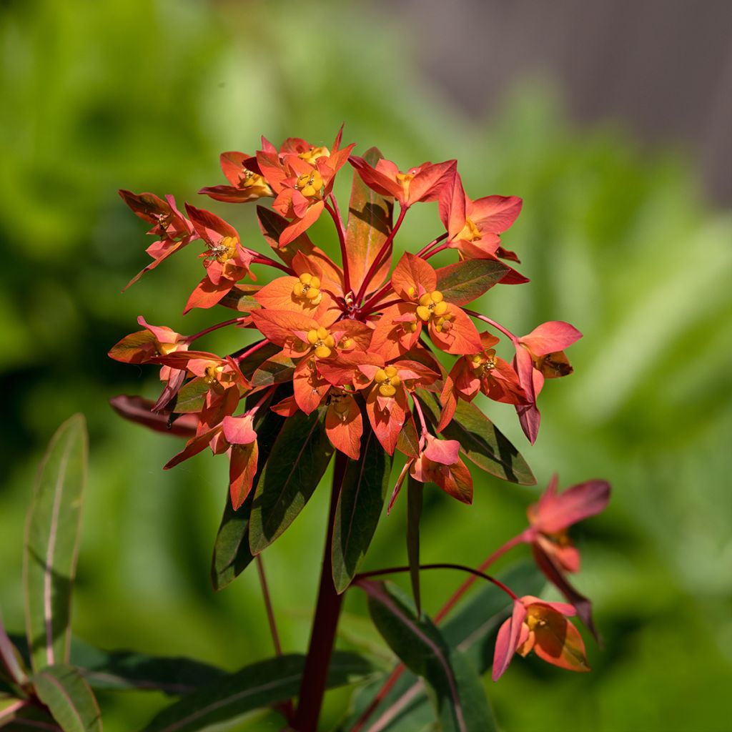 Euphorbia griffithii Dixter - Euphorbe de Griffith