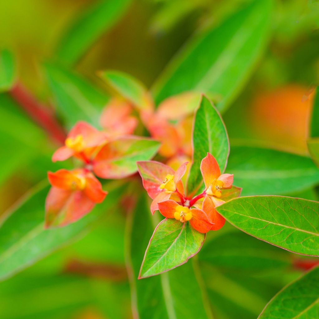 Euphorbia griffithii Dixter - Euphorbe de Griffith