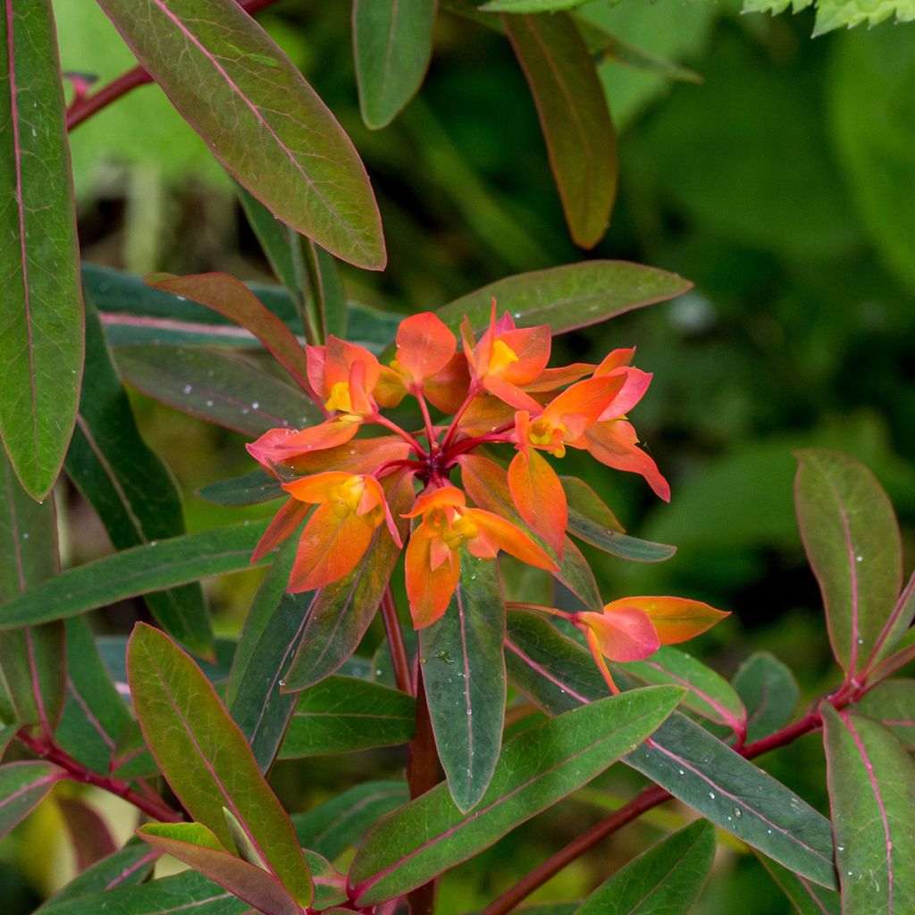 Euphorbia griffithii Dixter - Euphorbe de Griffith