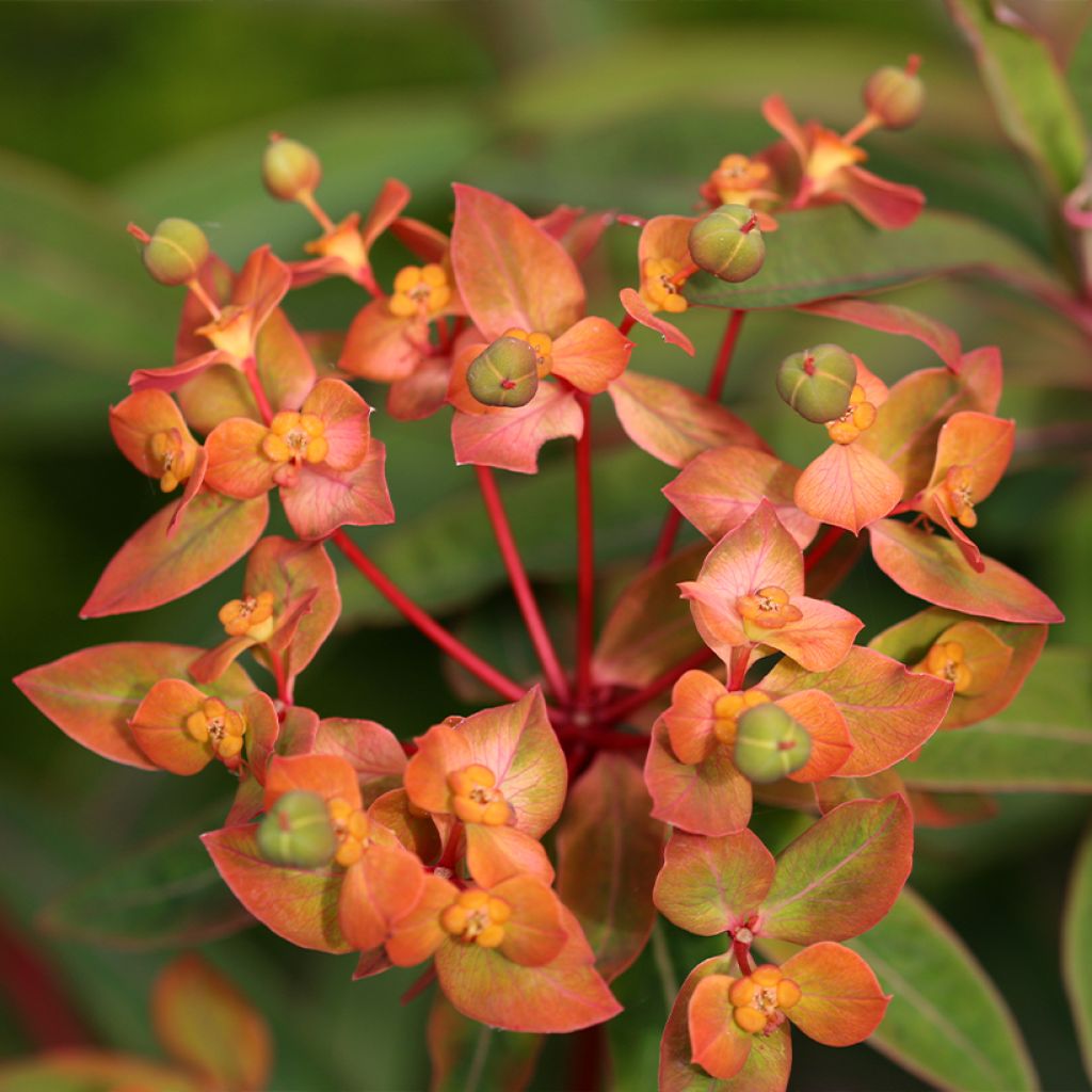 Euphorbia griffithii Dixter - Euphorbe de Griffith