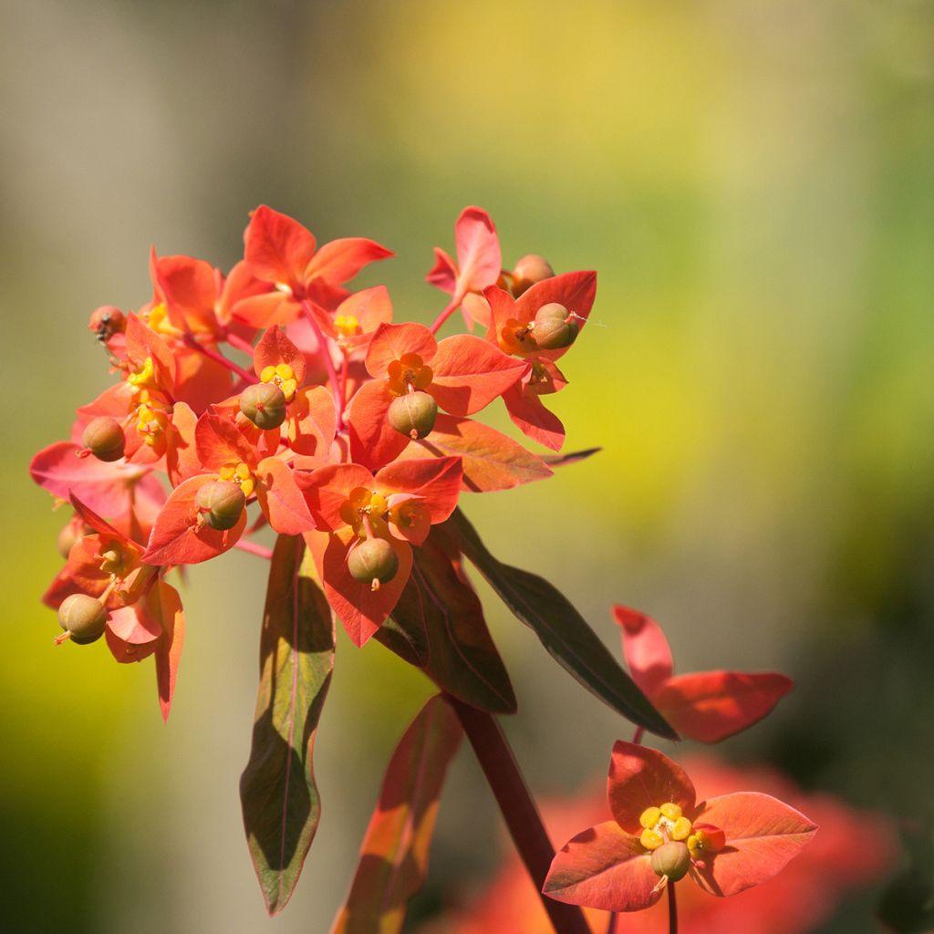 Euphorbia griffithii Dixter - Euphorbe de Griffith