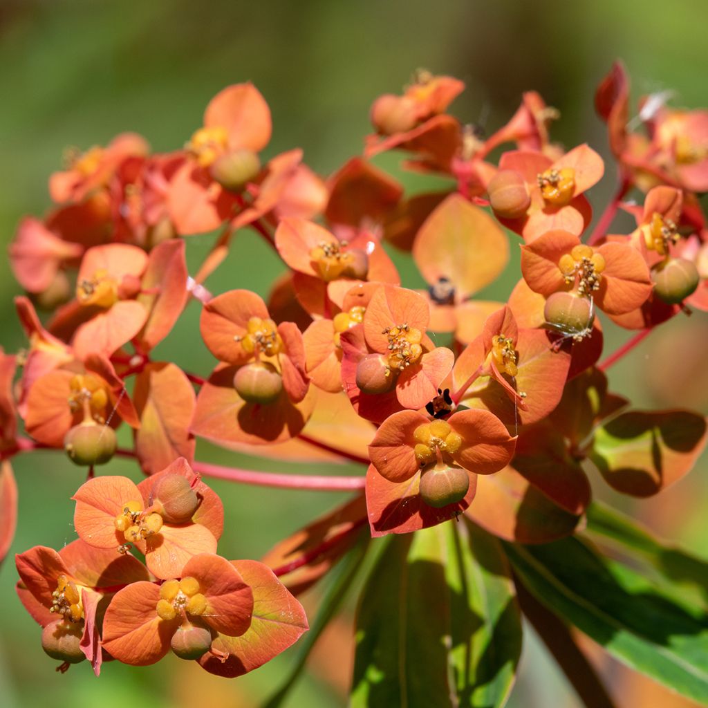 Euphorbia griffithii - Euphorbe de Griffith