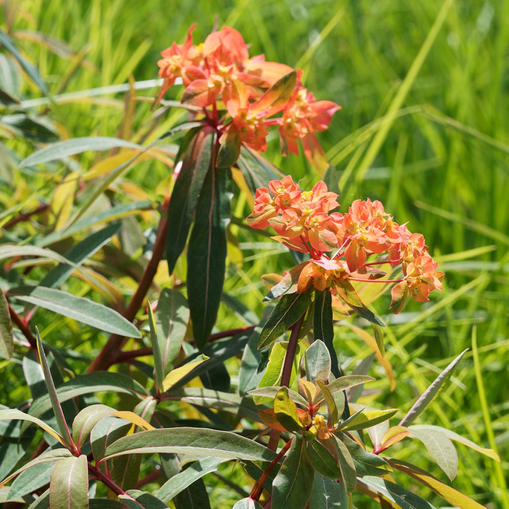 Euphorbia griffithii - Euphorbe de Griffith