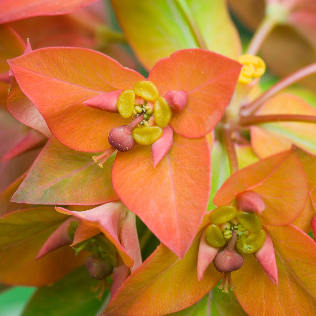 Euphorbia griffithii - Euphorbe de Griffith