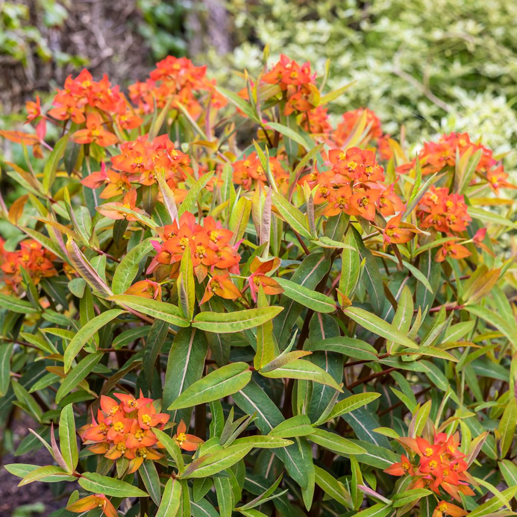 Euphorbia griffithii Fireglow - Euphorbe orange