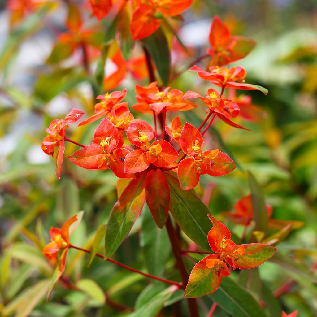 Euphorbia griffithii Fireglow - Euphorbe orange