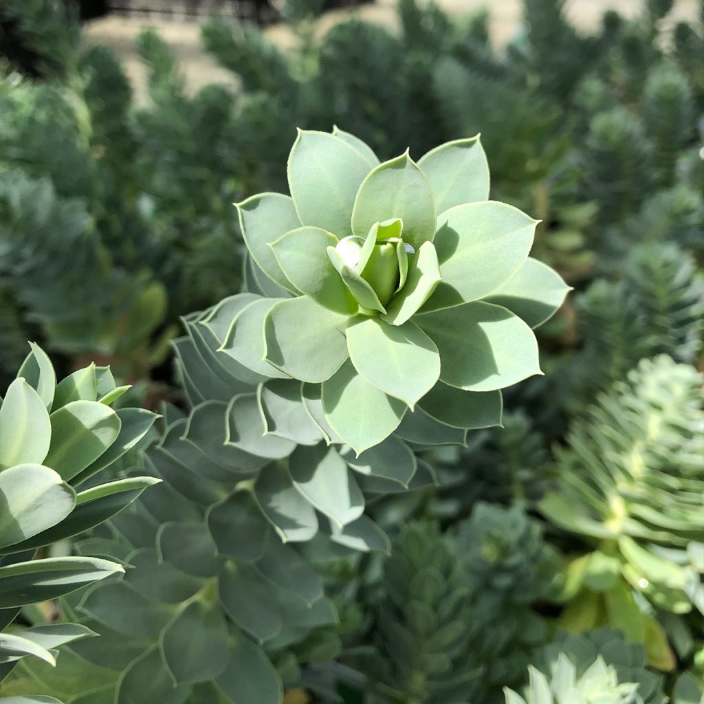 Euphorbia myrsinites - Euphorbe de Corse