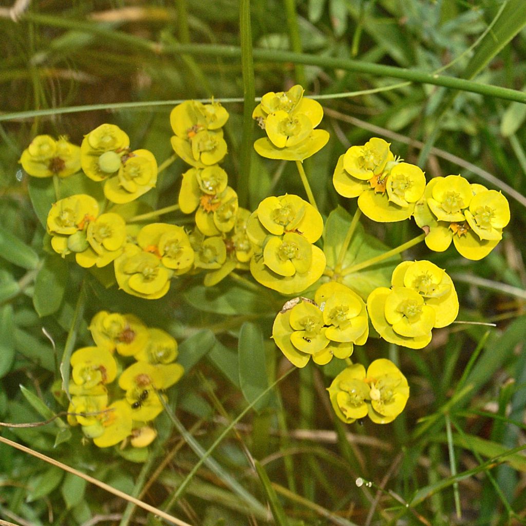 Euphorbe, Euphorbia nicaeensis