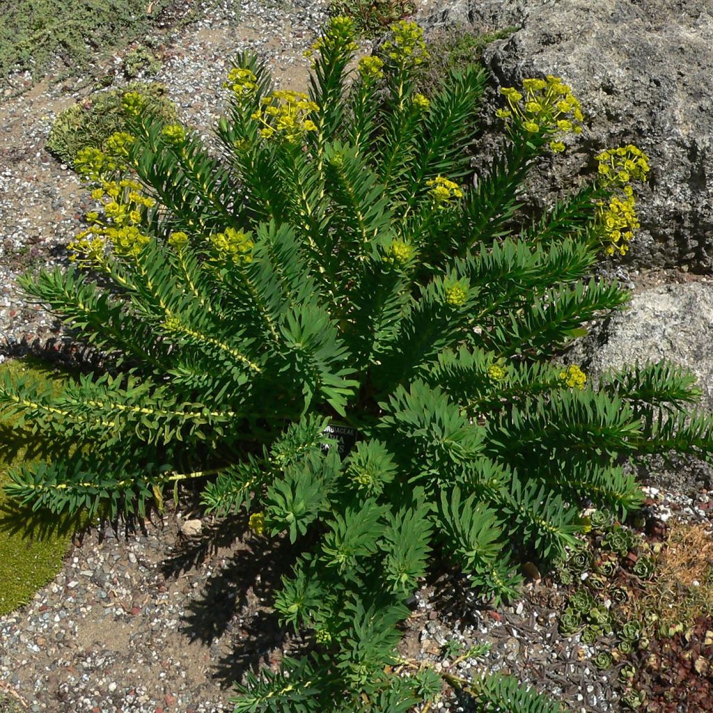 Euphorbe, Euphorbia nicaeensis