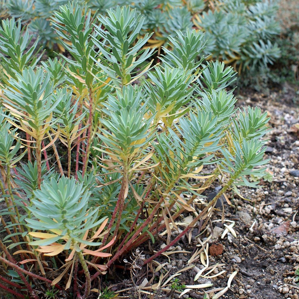 Euphorbe, Euphorbia nicaeensis