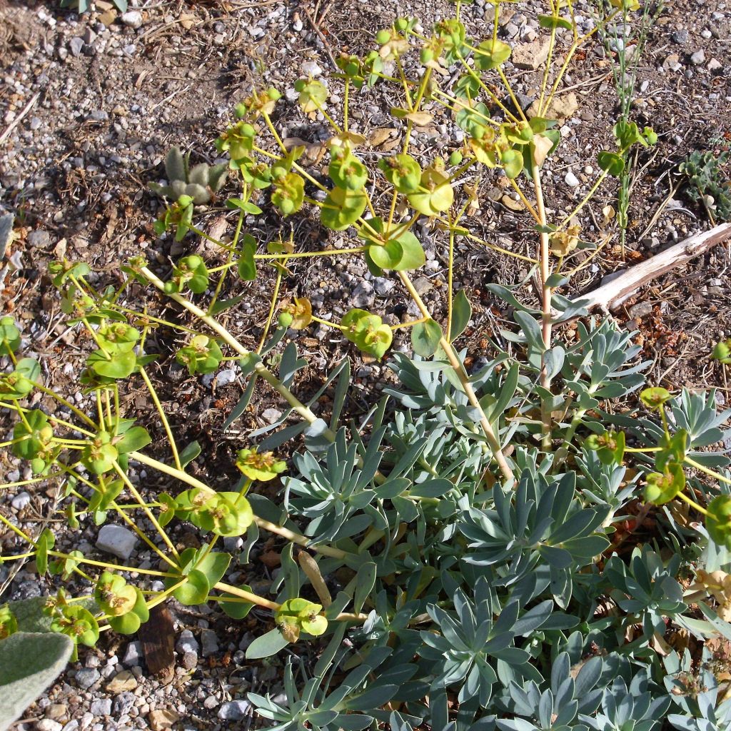 Euphorbe, Euphorbia nicaeensis