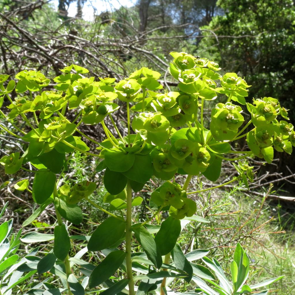 Euphorbe, Euphorbia nicaeensis