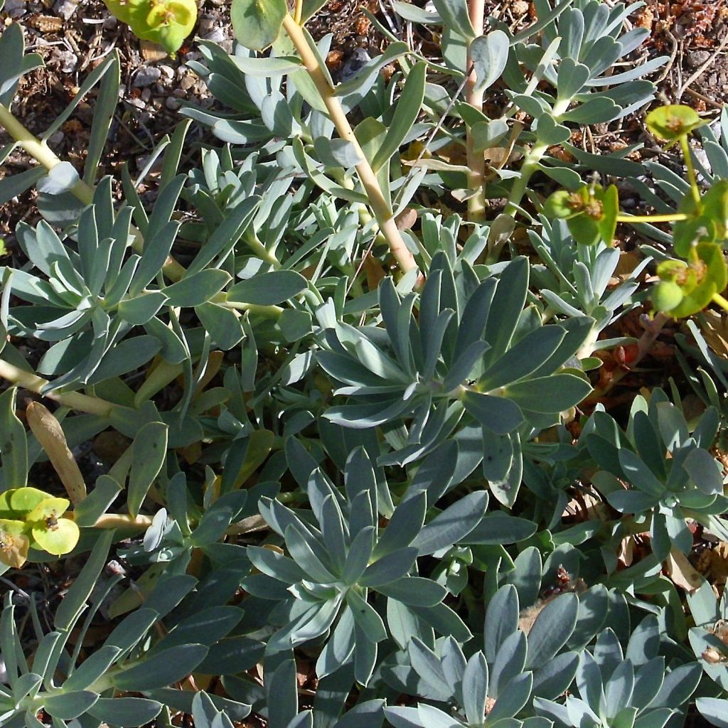 Euphorbe, Euphorbia nicaeensis