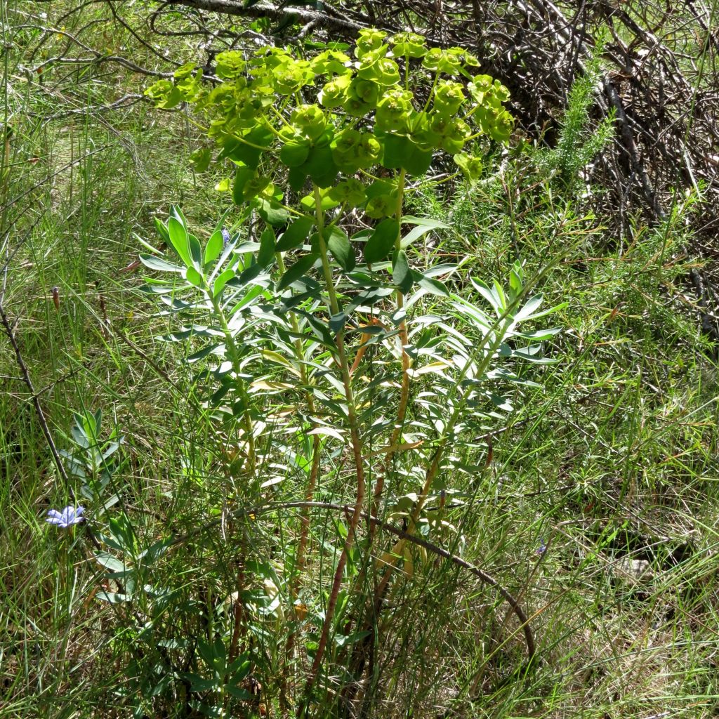 Euphorbe, Euphorbia nicaeensis