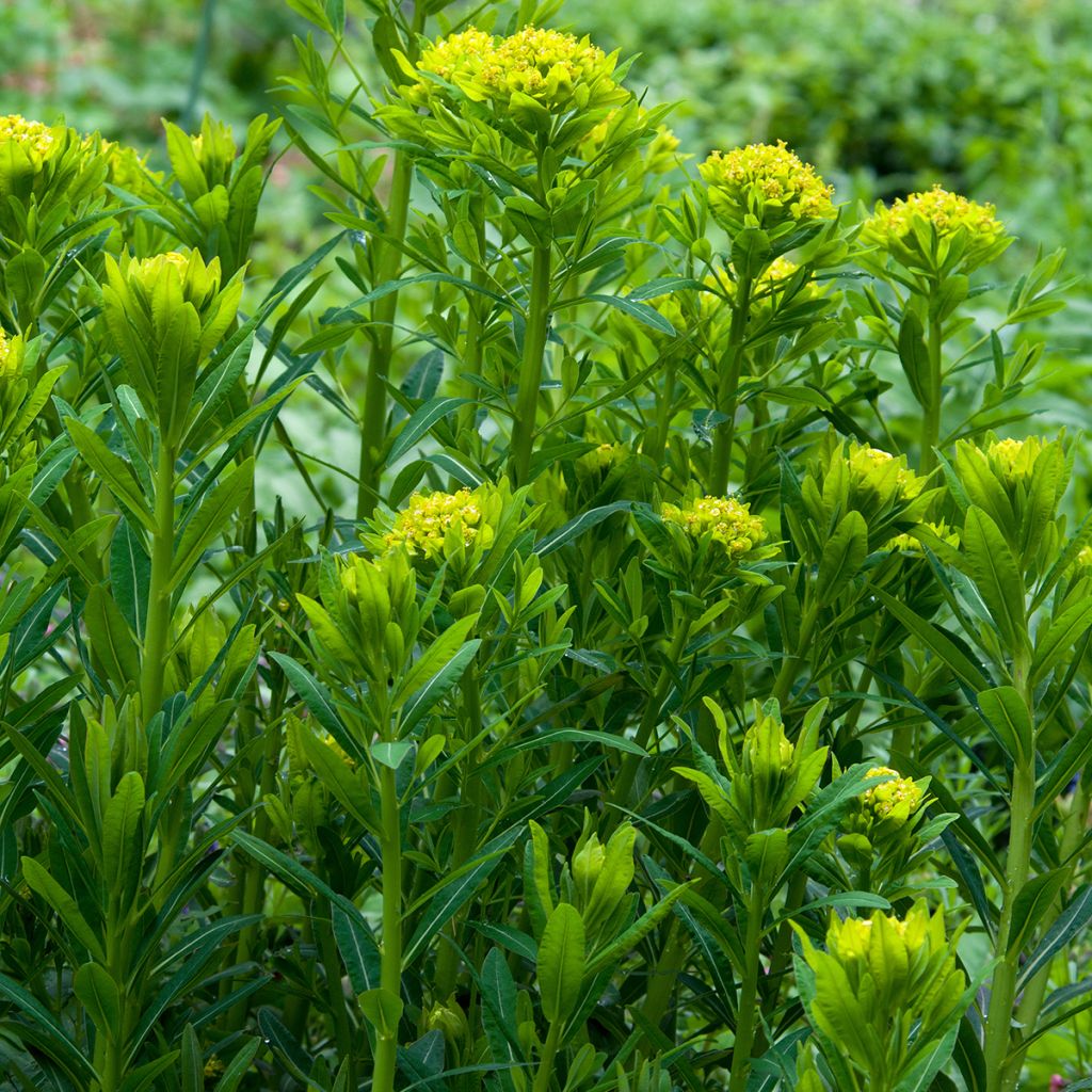 Euphorbia palustris - Euphorbe des marais