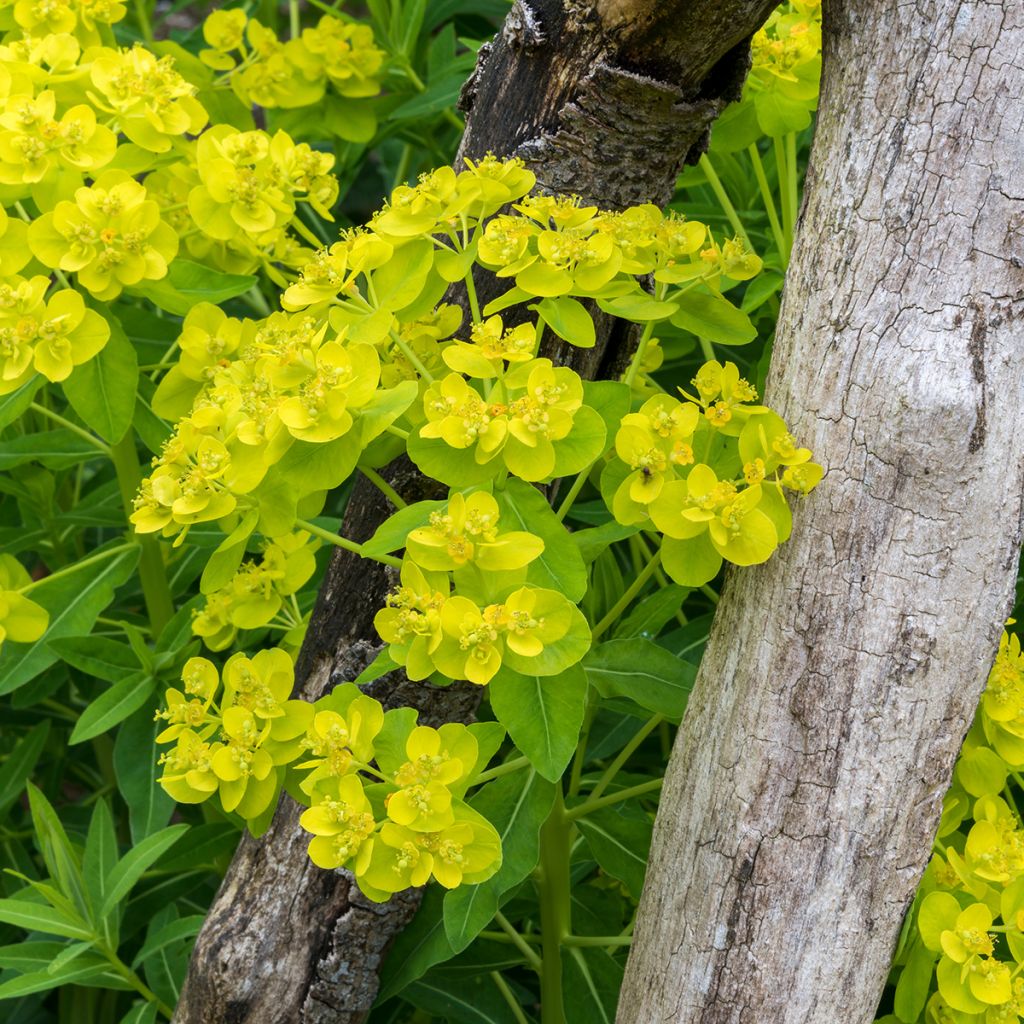 Euphorbia palustris - Euphorbe des marais