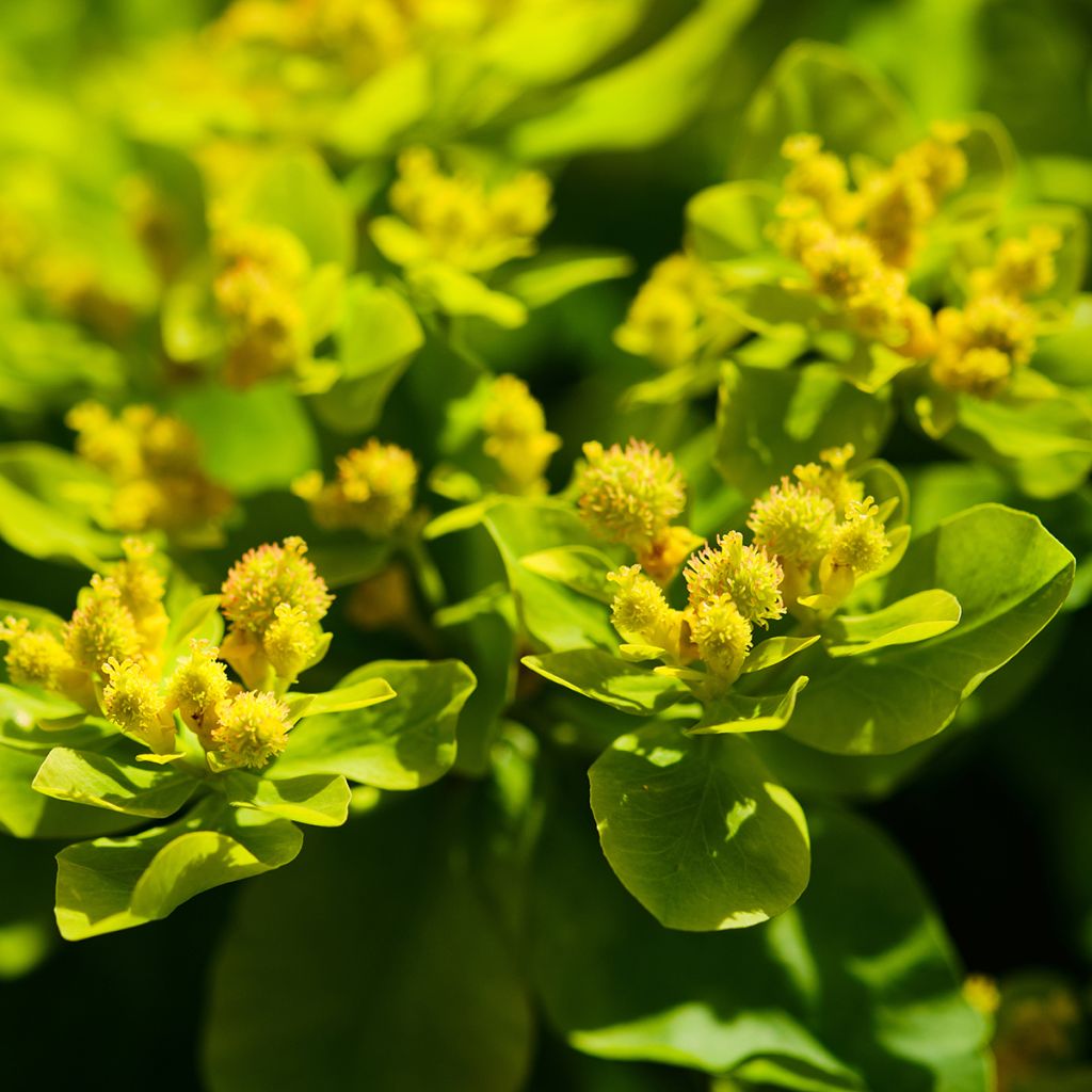 Euphorbia palustris - Euphorbe des marais