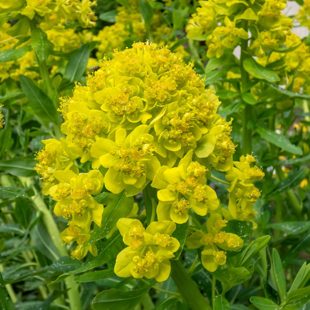 Euphorbia palustris - Euphorbe des marais