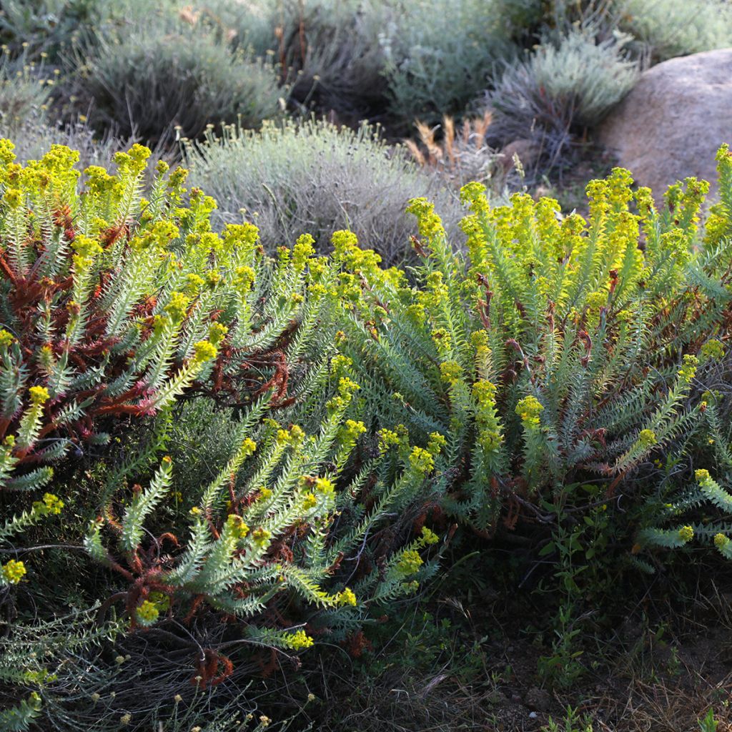 Euphorbia pythiusa - Euphorbe des Baléares.
