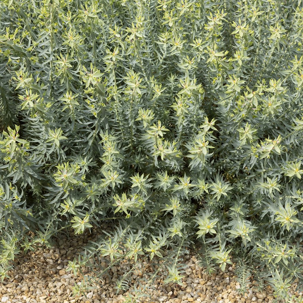 Euphorbia pythiusa - Euphorbe des Baléares.