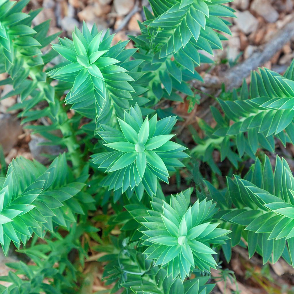 Euphorbia pythiusa - Euphorbe des Baléares.