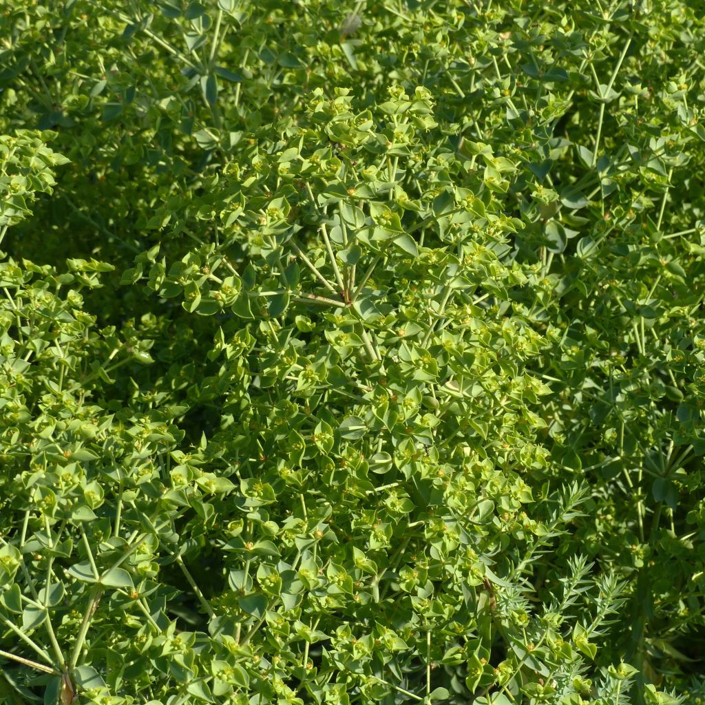 Euphorbia pithyusa Ponte Leccia - Euphorbe des Baléares