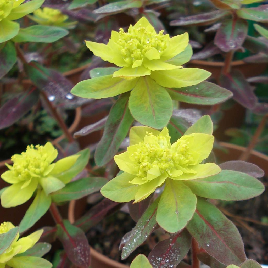 Euphorbia polychroma Bonfire - Euphorbe polychrome