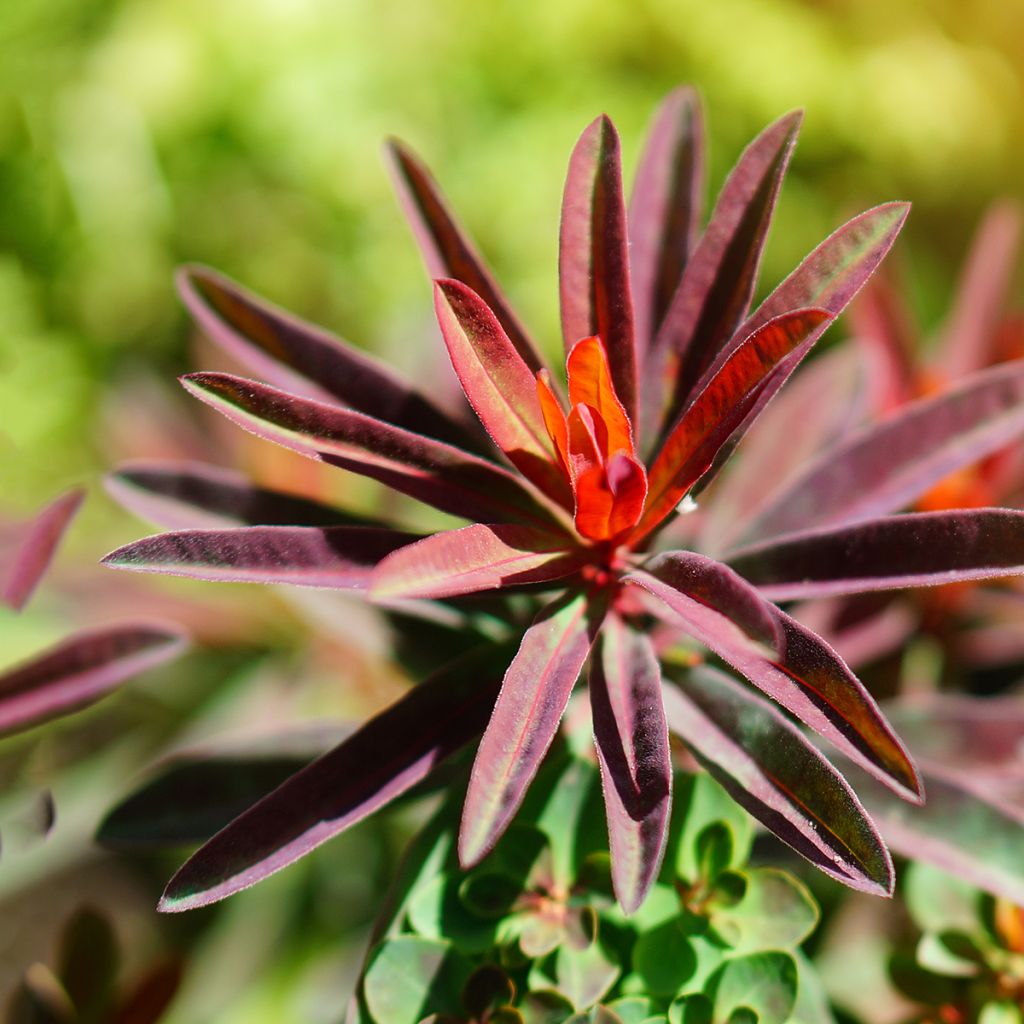 Euphorbia polychroma Bonfire - Euphorbe polychrome