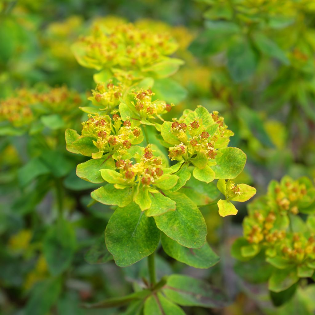 Euphorbia polychroma Bonfire - Euphorbe polychrome