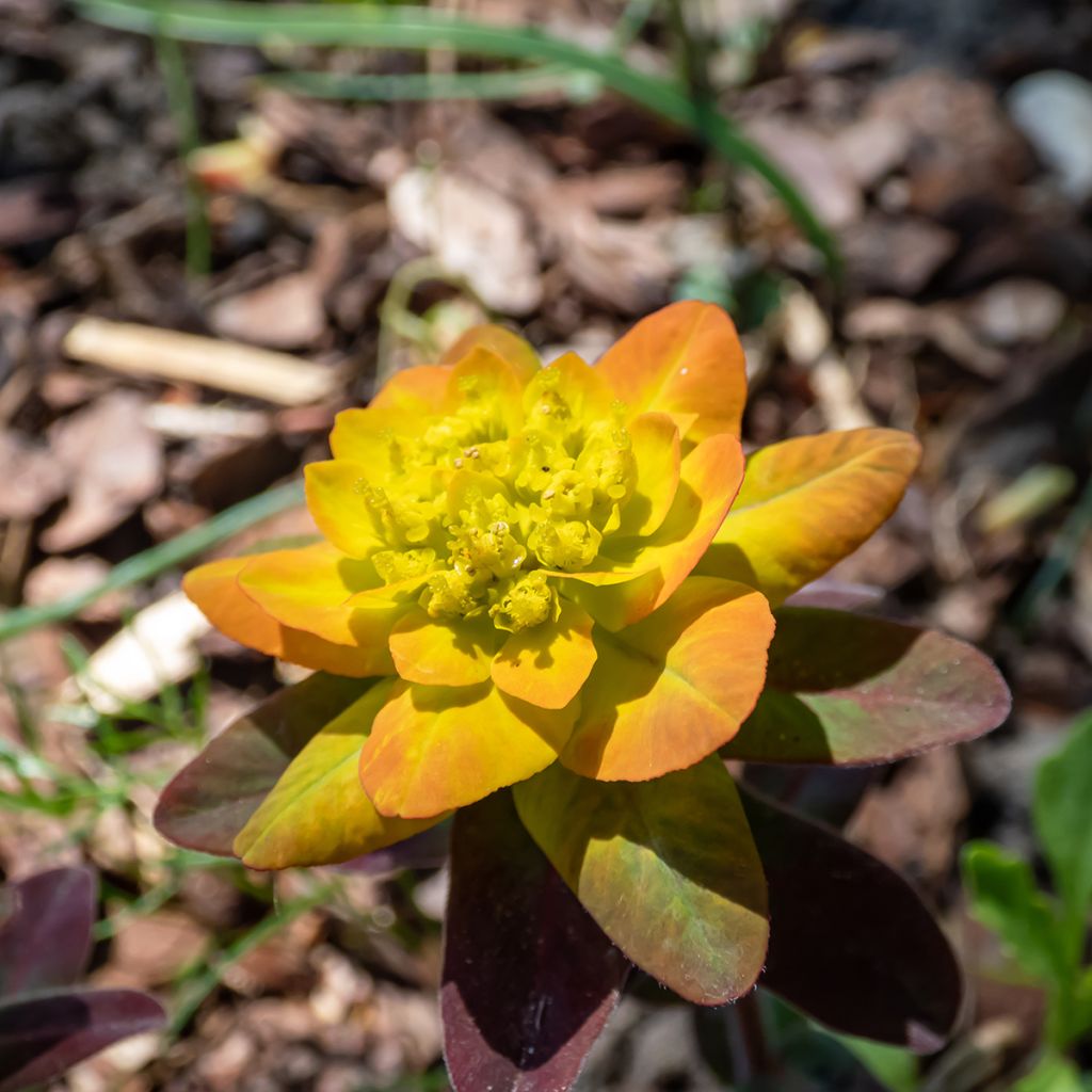Euphorbia polychroma Bonfire - Euphorbe polychrome