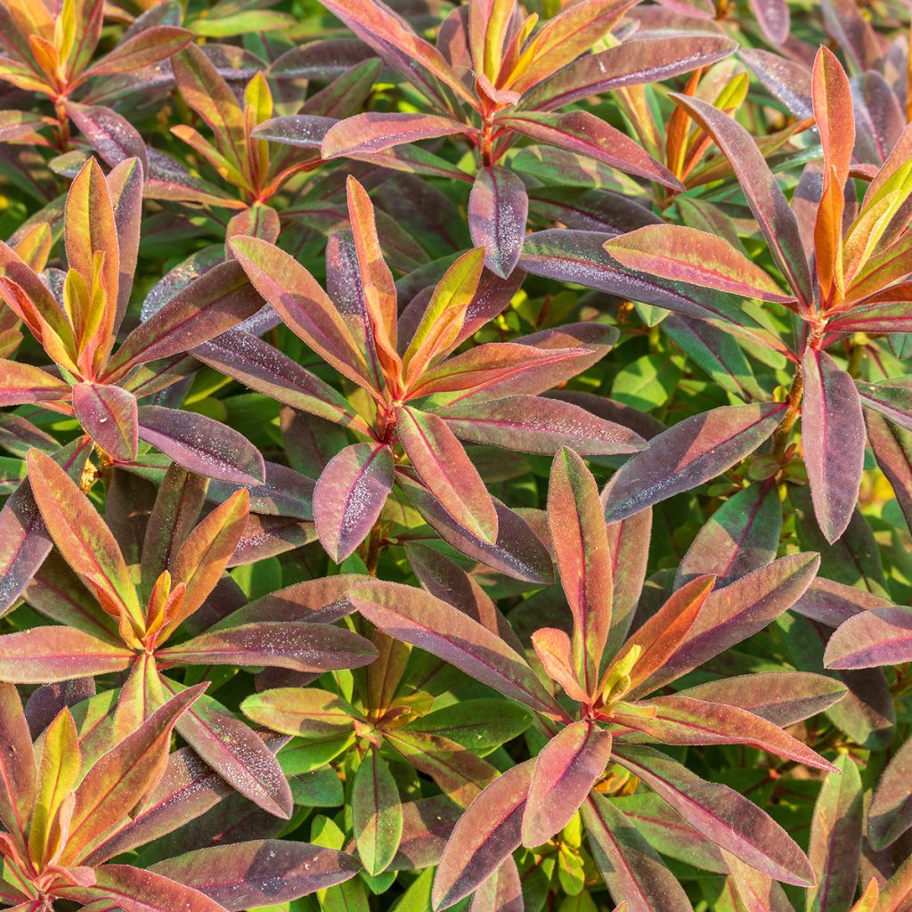 Euphorbia polychroma Bonfire - Euphorbe polychrome