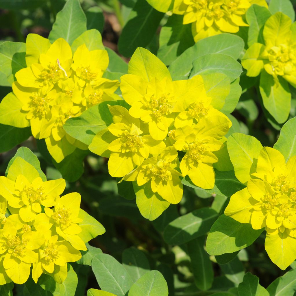 Euphorbia polychroma - Euphorbe polychrome