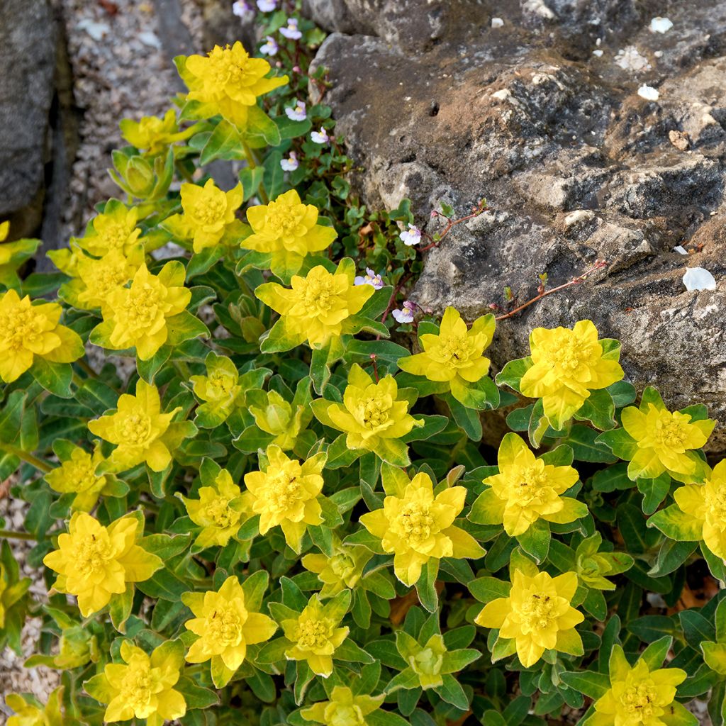 Euphorbia polychroma - Euphorbe polychrome