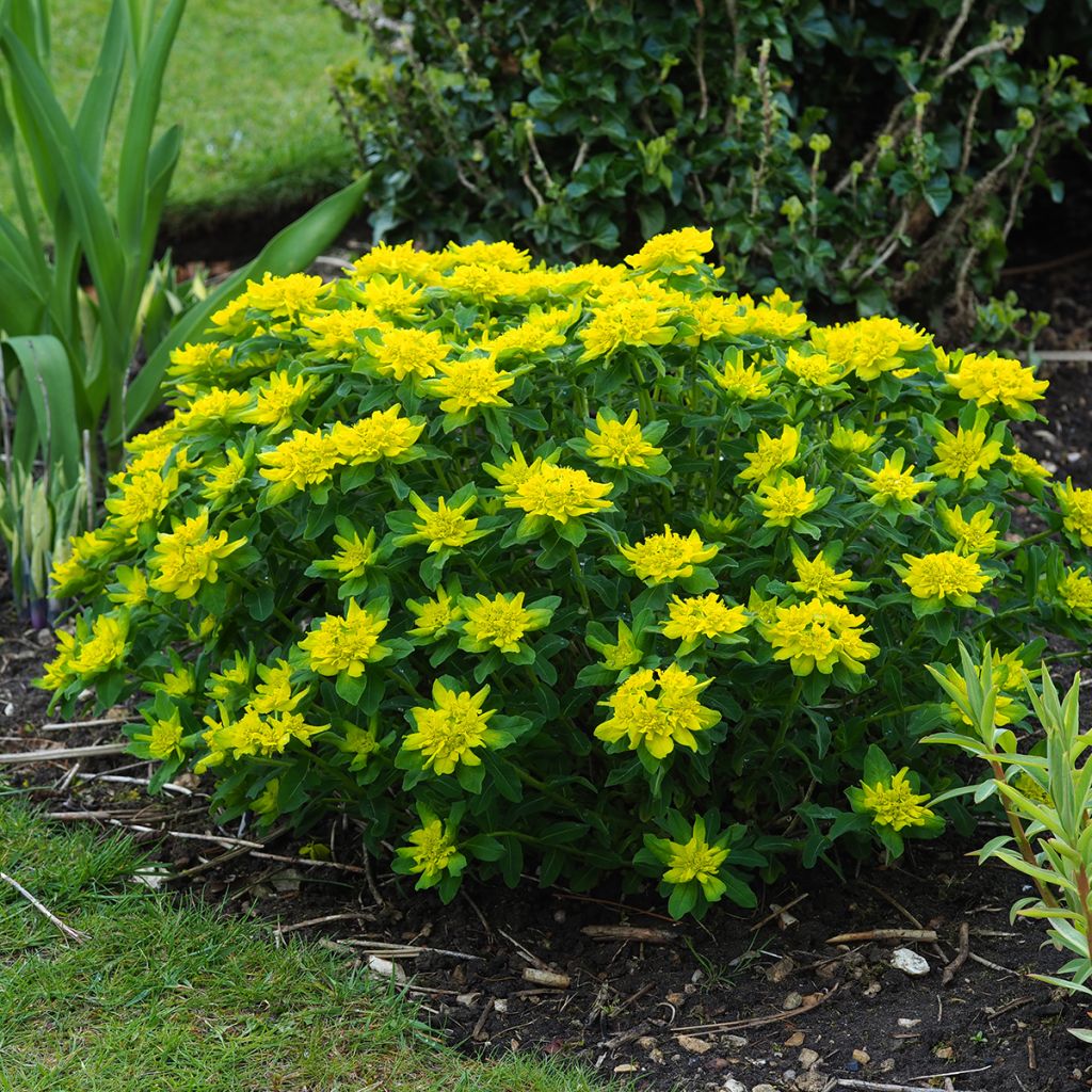 Euphorbia polychroma - Euphorbe polychrome