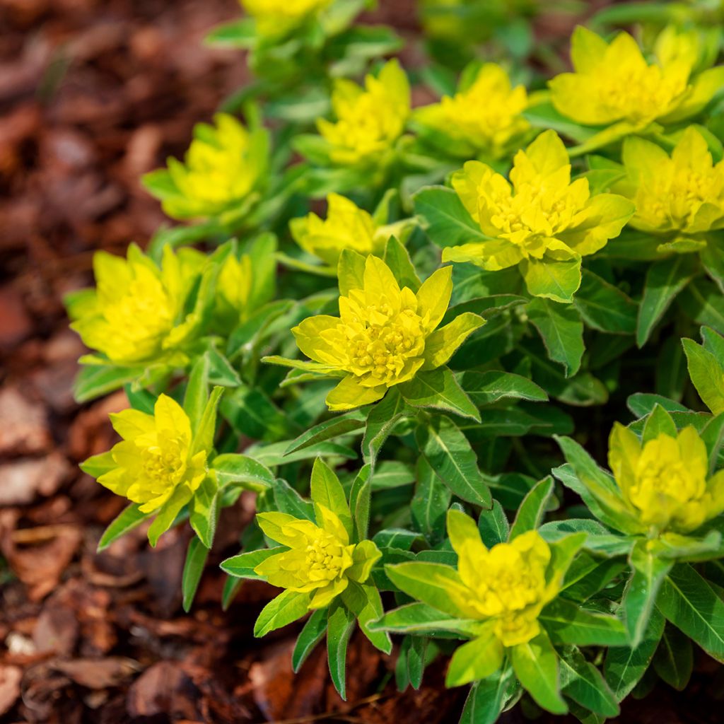 Euphorbia polychroma - Euphorbe polychrome