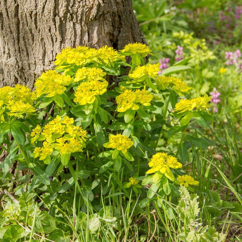 Euphorbia polychroma - Euphorbe polychrome