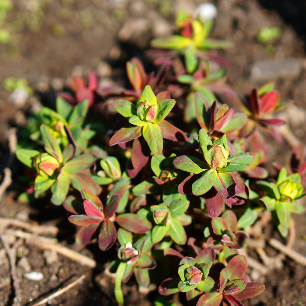 Euphorbia polychroma Purpurea - Euphorbe polychrome