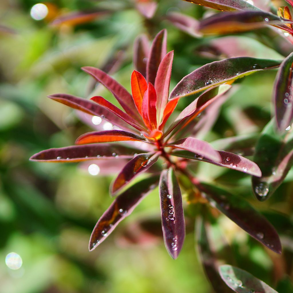 Euphorbia polychroma Purpurea - Euphorbe polychrome