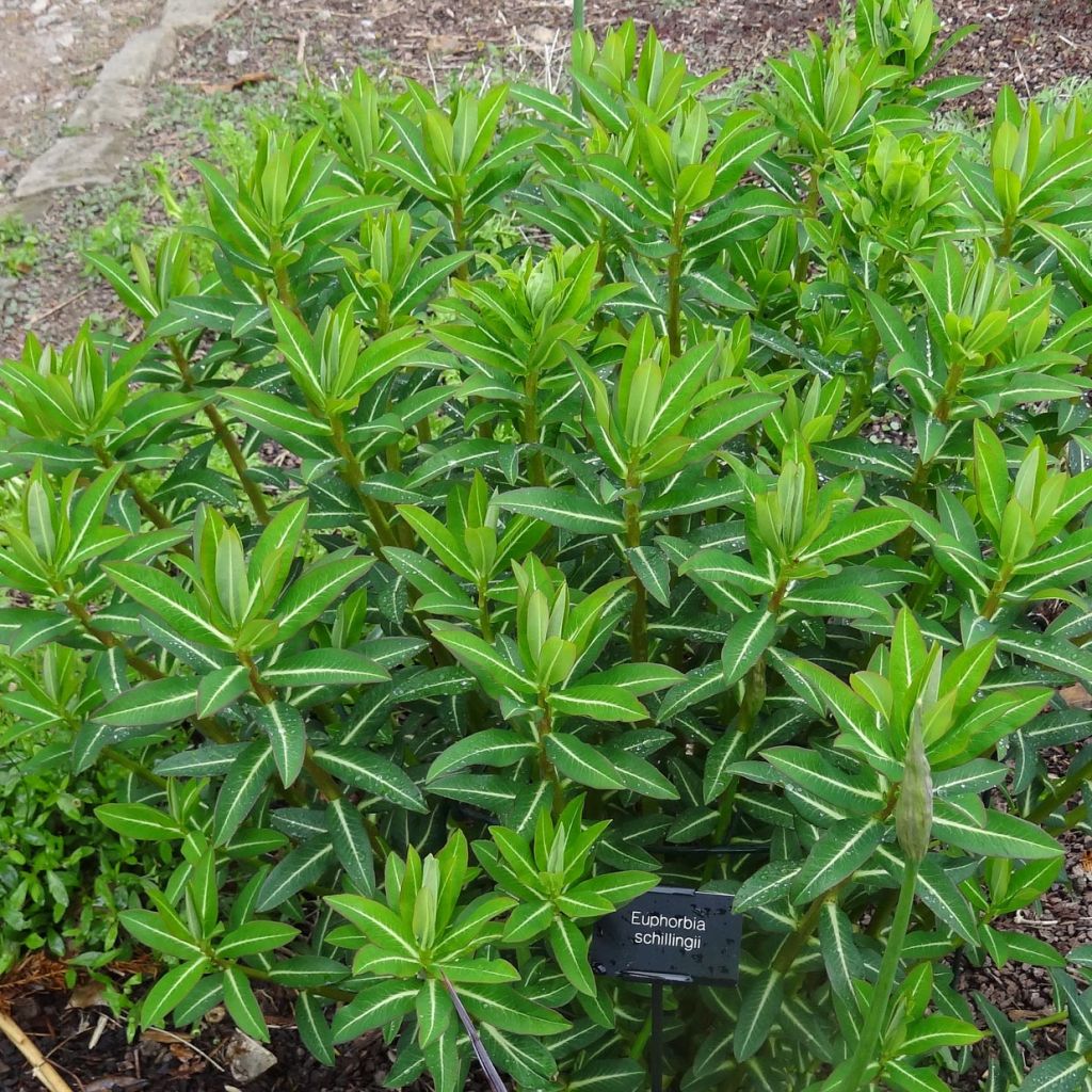 Euphorbia schillingii - Euphorbe schillingii