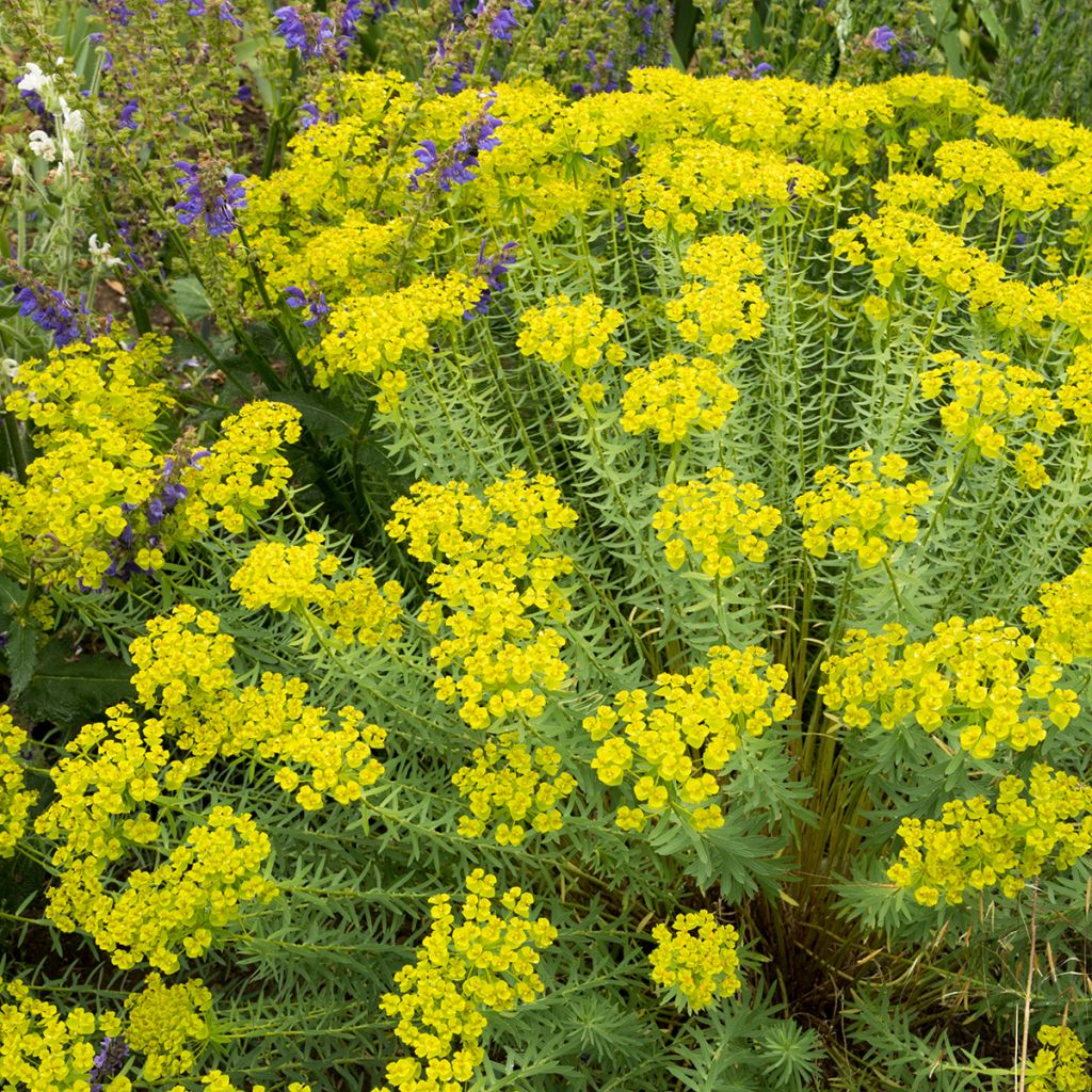 Euphorbia seguieriana ssp. niciciana - Euphorbe de Sibérie