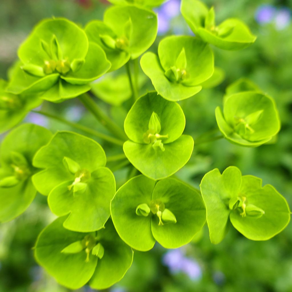 Euphorbia seguieriana ssp. niciciana - Euphorbe de Sibérie