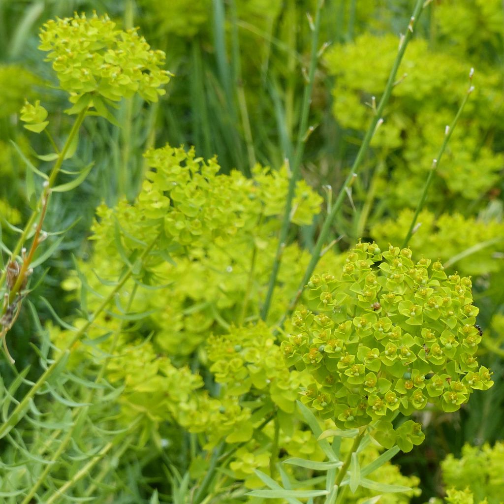 Euphorbia seguieriana ssp. niciciana - Euphorbe de Sibérie