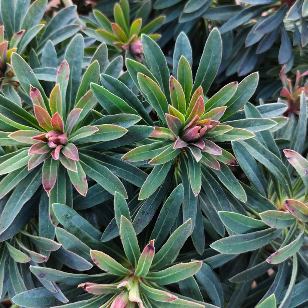 Euphorbia x martinii Baby Charm - Euphorbe hybride