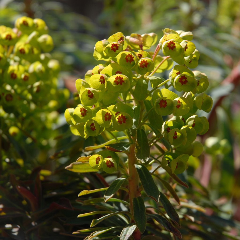 Euphorbia x martinii Baby Charm - Euphorbe hybride