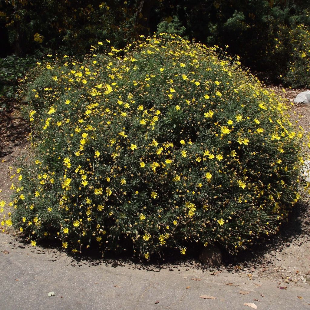 Euryops pectinatus - Euryops pectiné