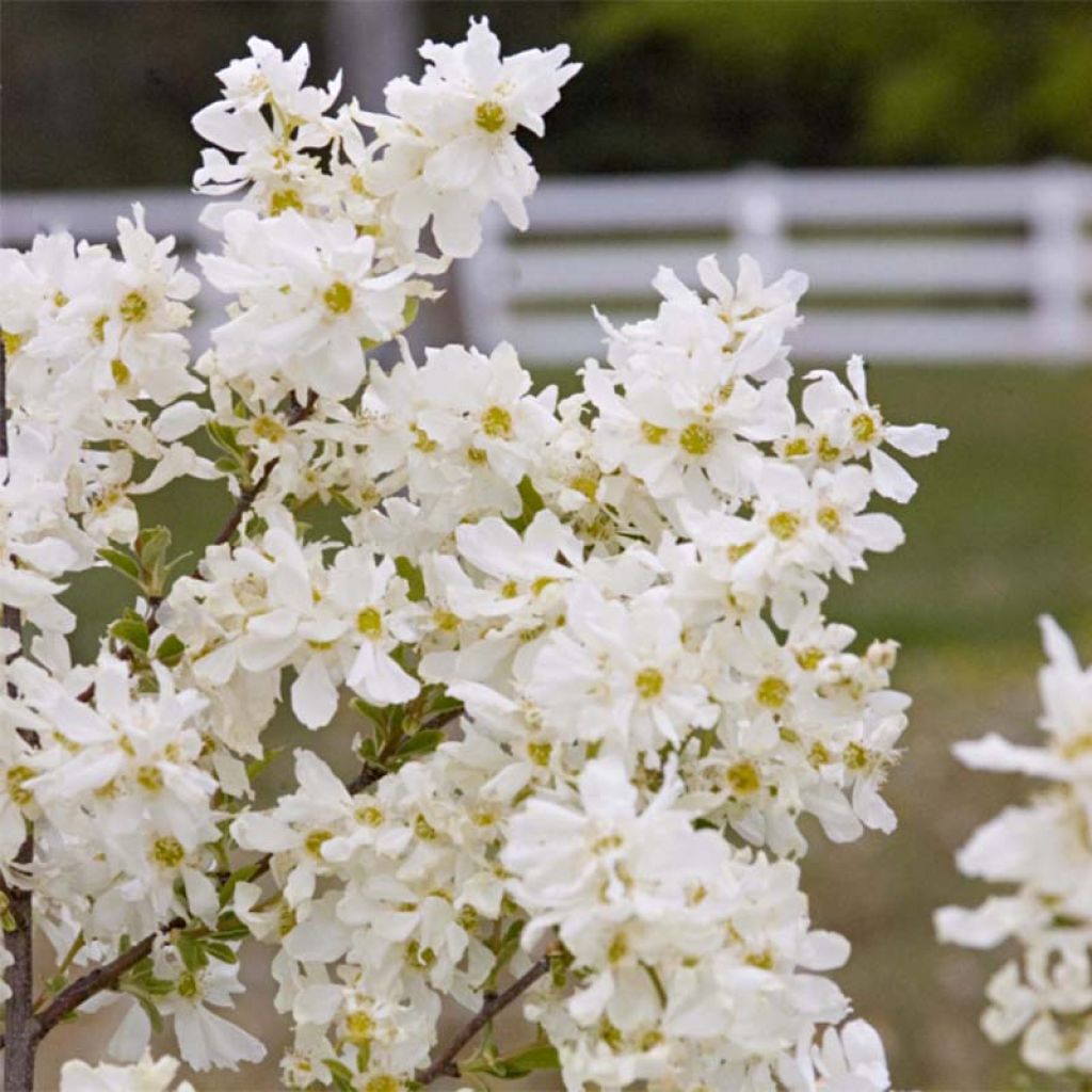 Exochorda Lotus Moon - Exochorde hybride - Arbre aux perles.