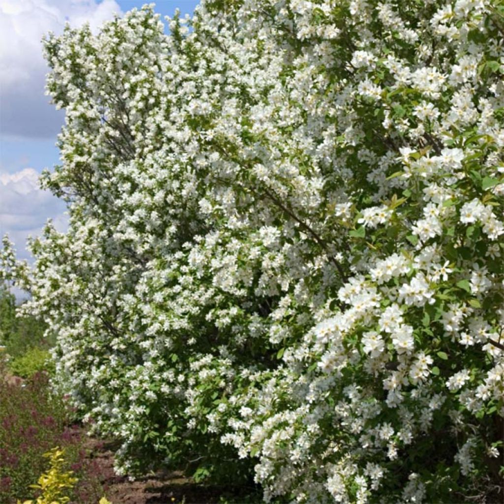 Exochorda Lotus Moon - Exochorde hybride - Arbre aux perles.