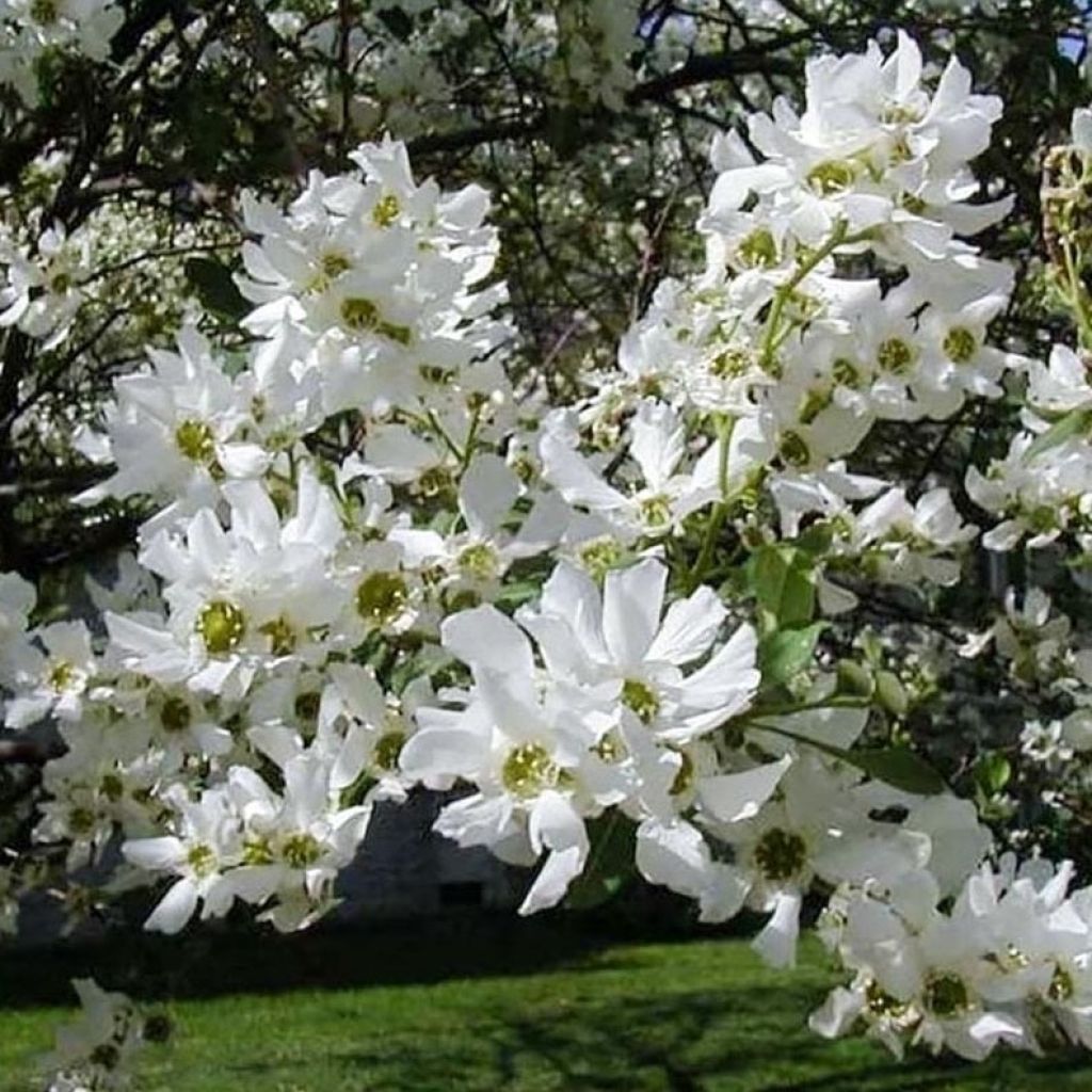 Exochorda serratifolia Snow White - Arbre aux perles