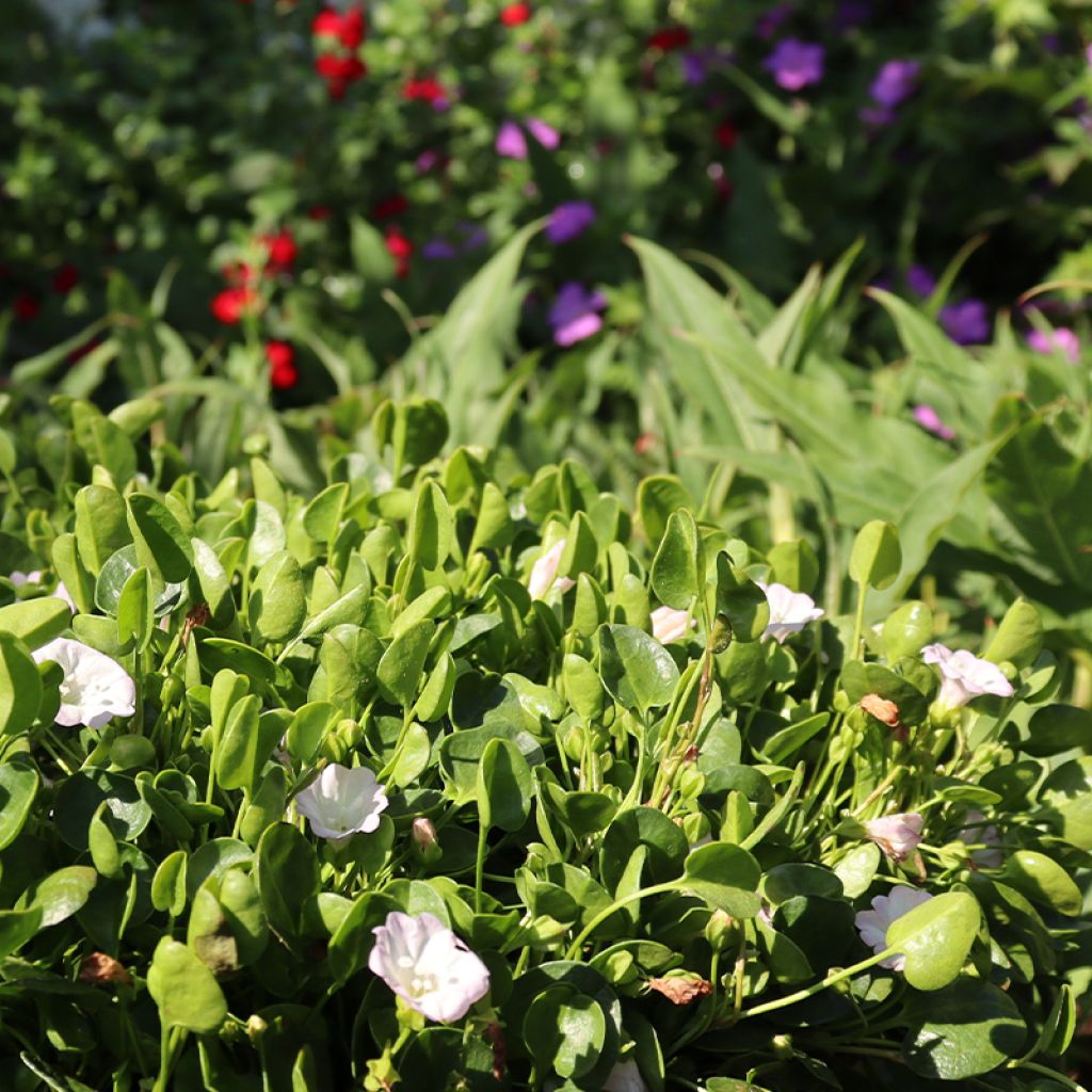 Falkia repens - Petites oreilles